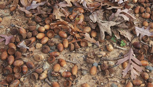 White oak acorns will draw deer from even corn feeders when they're falling.