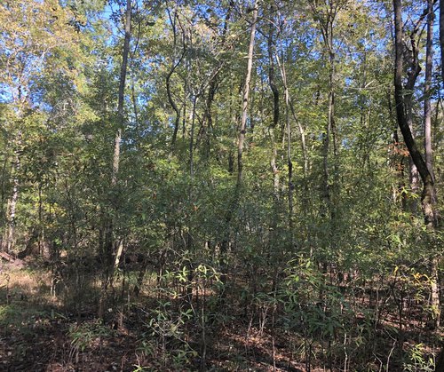 The "buckbrush" some hunters may refer to actually is the red oak regeneration required to create the next generation of forest.