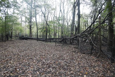 Windblown tree with dead root system caused by prolonged flooding.JPG