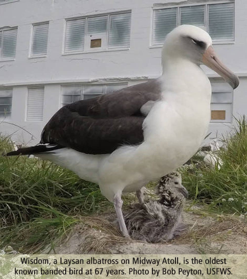 Wisdom, a Laysan albatross on Midway Atoll, is the oldest known banded bird at 67 years. Photo by Bob Peyton, USFWS.