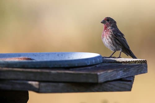 Finch on wood feeder