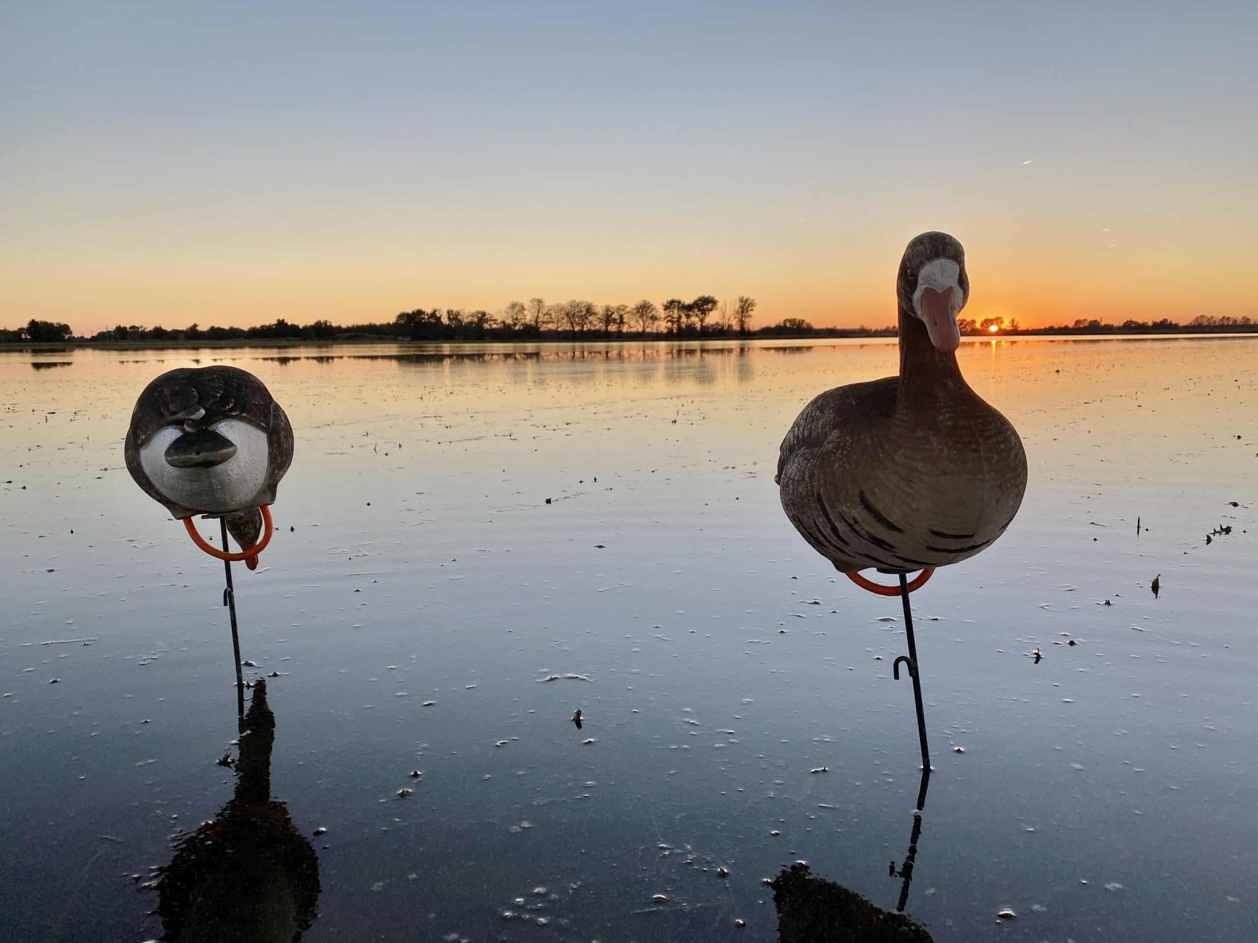 Specklebelly geese decoys on WRICE field