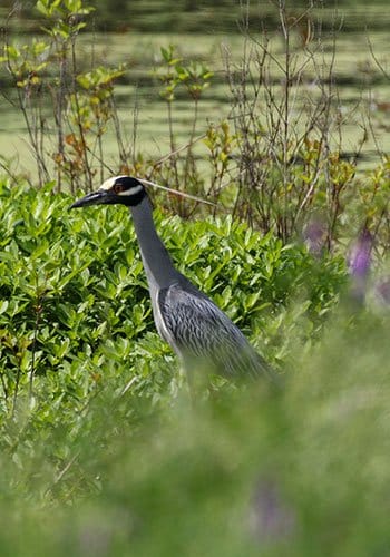 Yellow-crowned Night-Heron