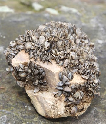 zebra mussels on rock