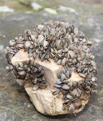 zebra mussels on rock