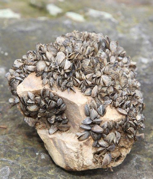 Zebra Mussels