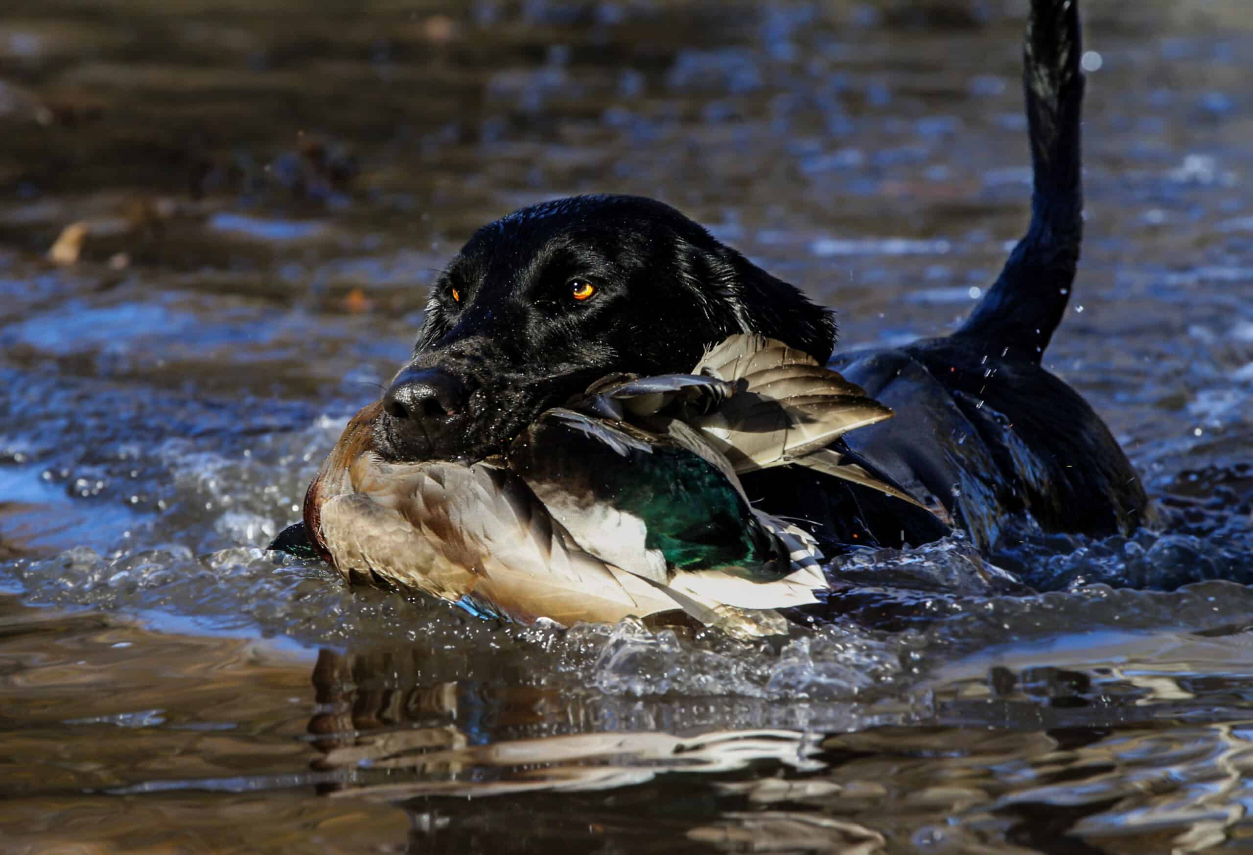 Estimated decline in duck population only part of fall flight story •  Arkansas Game & Fish Commission