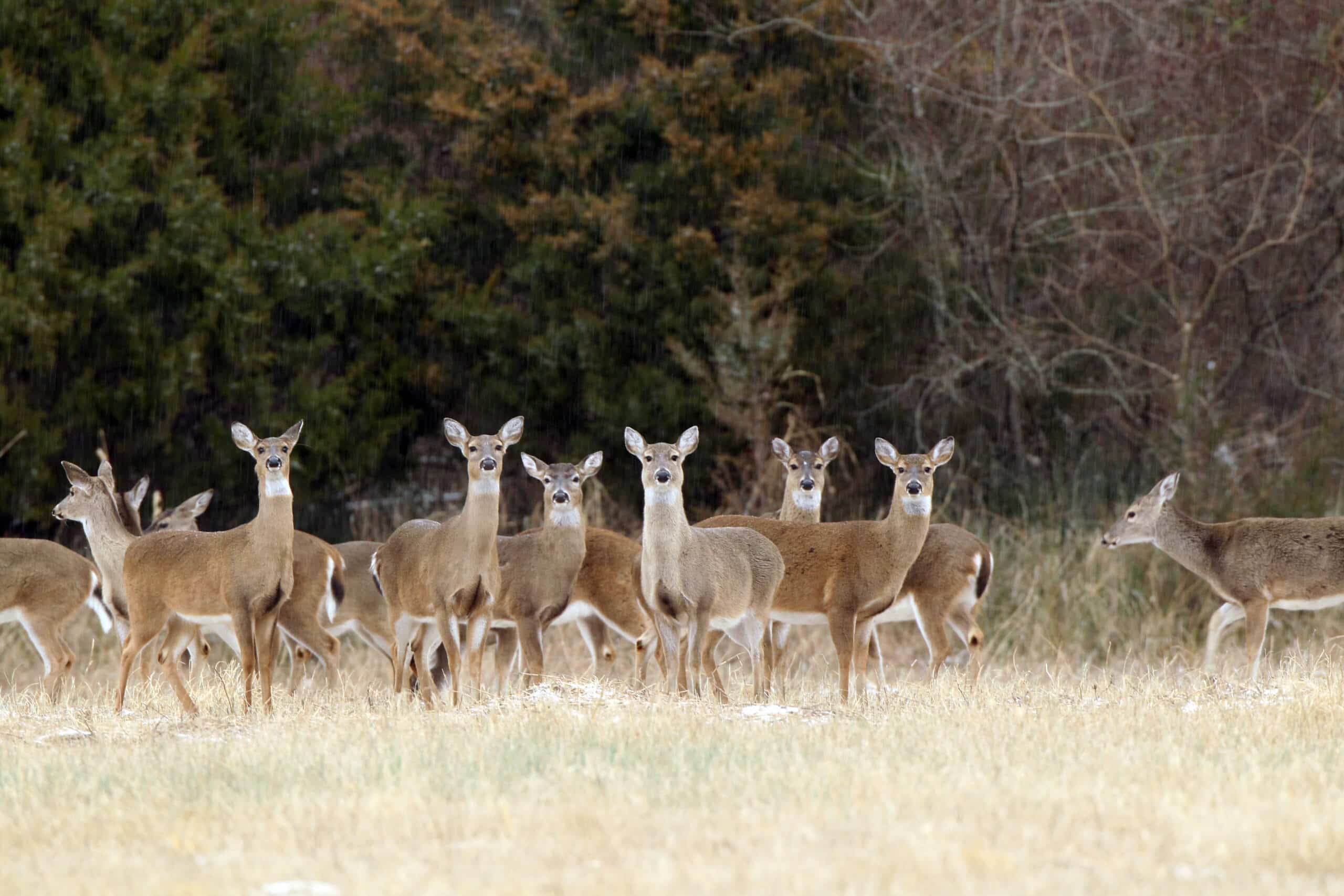 Deer at Two Rivers Park, Little Rock, Ark.