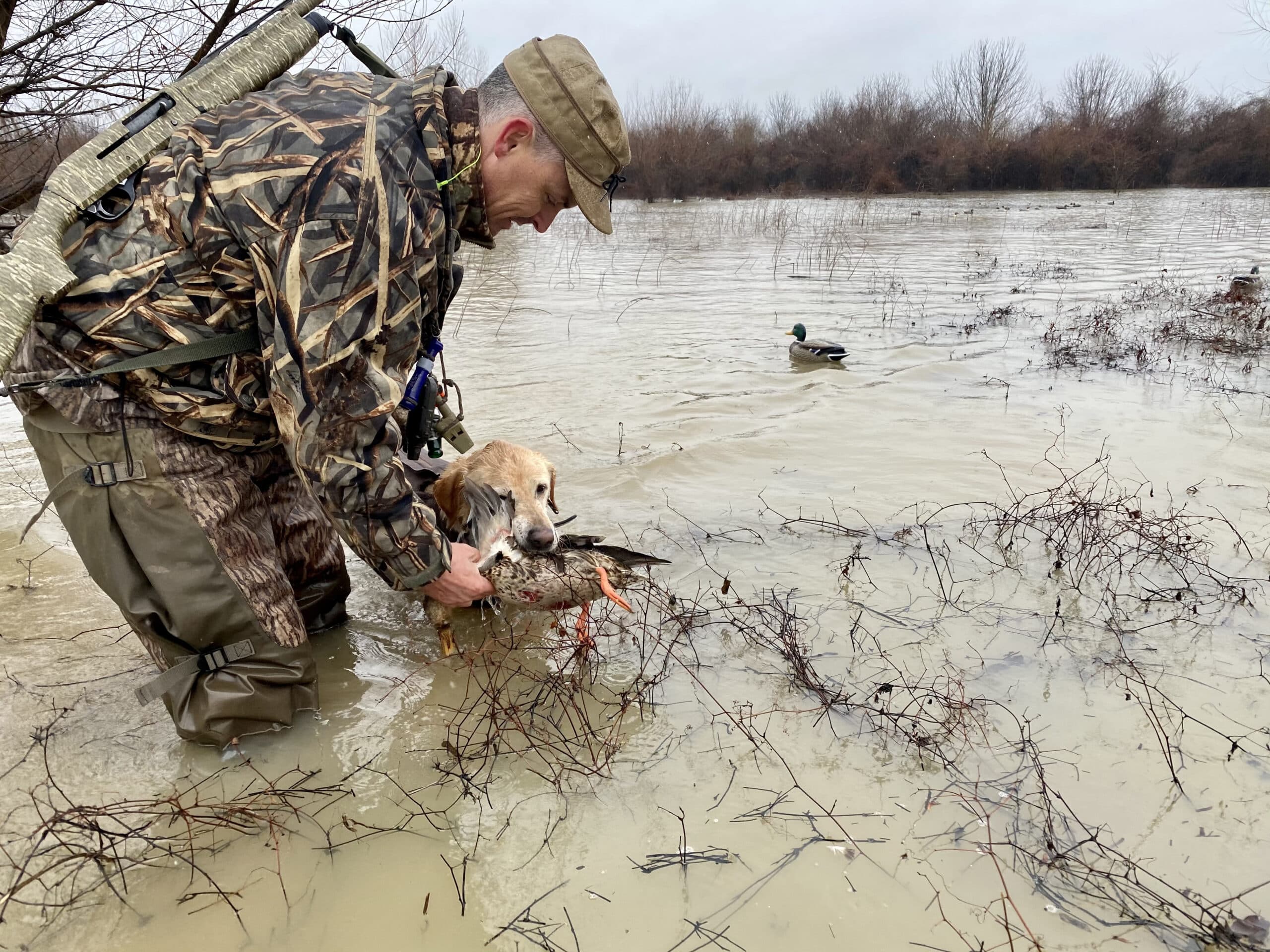 Estimated decline in duck population only part of fall flight story •  Arkansas Game & Fish Commission