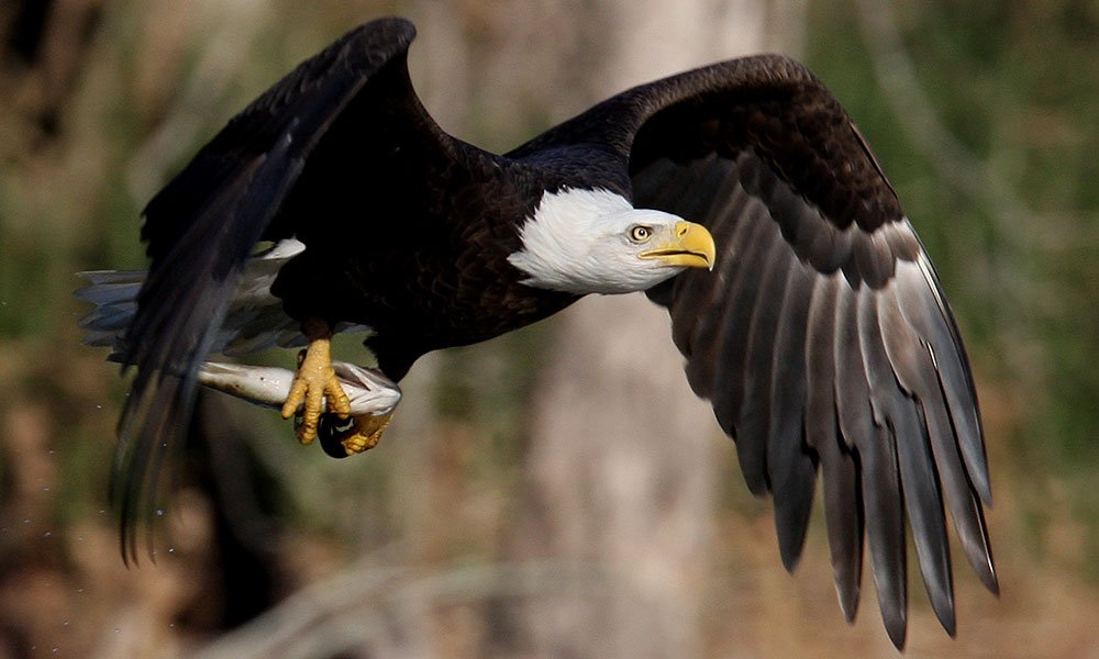 lake_ouachita_wt_bald_eagle_chris_newberry.jpg__1000x600_q85_crop_subsampling-2_upscale
