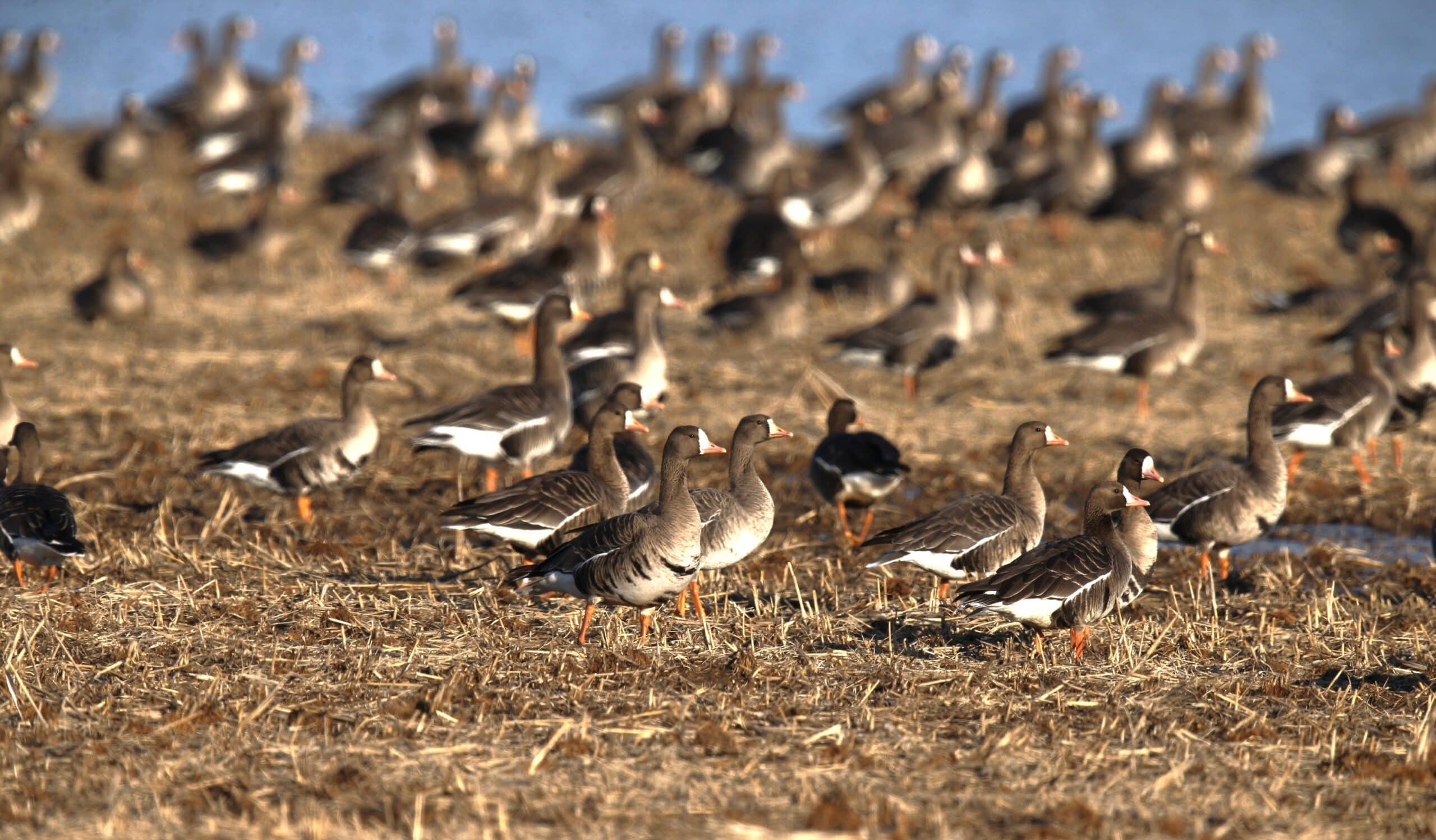 South Dakota is home to largest goose producer in the U.S.