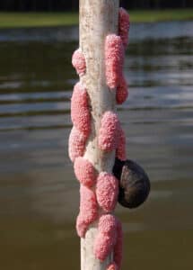 SNAIL WITH PINK EGG MASSES: Apple snails lay thousands of eggs in pink clusters just above the water and can overpopulate an area quickly. Photo courtesy of Jess Van Dyke, Snail Busters, LLC. Bugwood.com.
