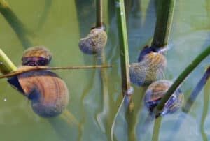 SNAILS ON GRASS: Giant apple snails are voracious eaters and can cause serious damage to rice crops. Photo courtesy of Jess Van Dyke, Snail Busters, LLC. Bugwood.com.