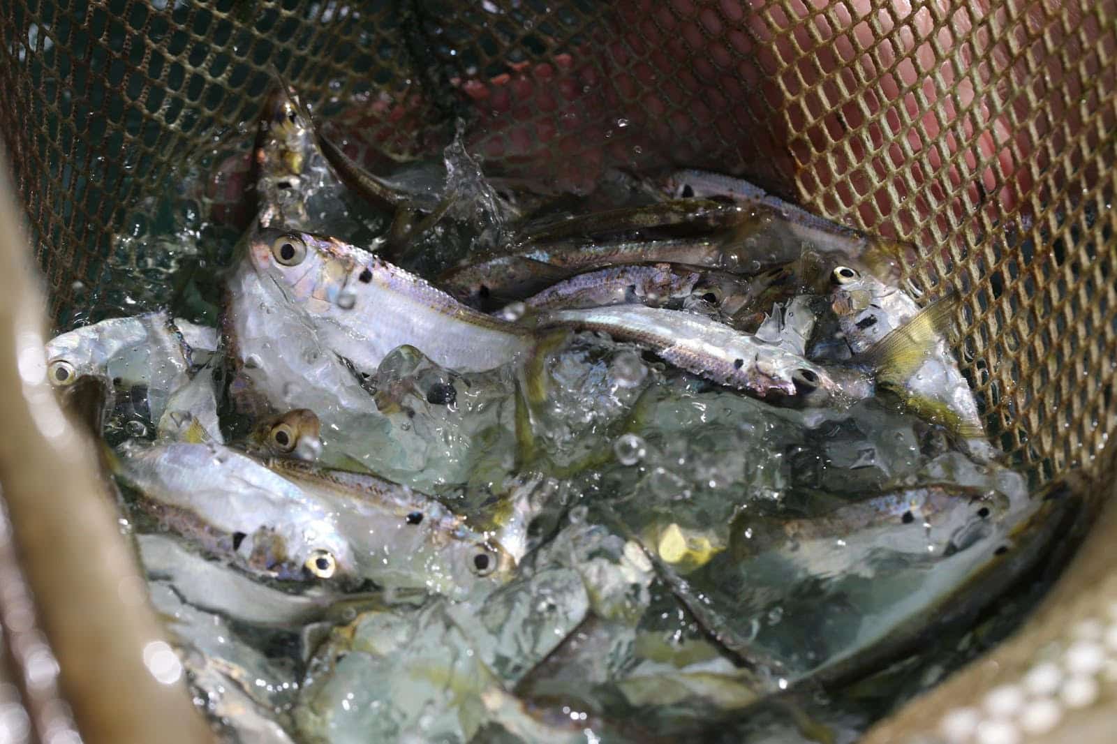 SHAD CLOSEUP