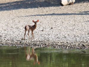 FAWN STANDING BY WATER: Deer are nearly impossible to rehabilitate for release into the wild. Rehabbing them or keeping them as pets is illegal.
