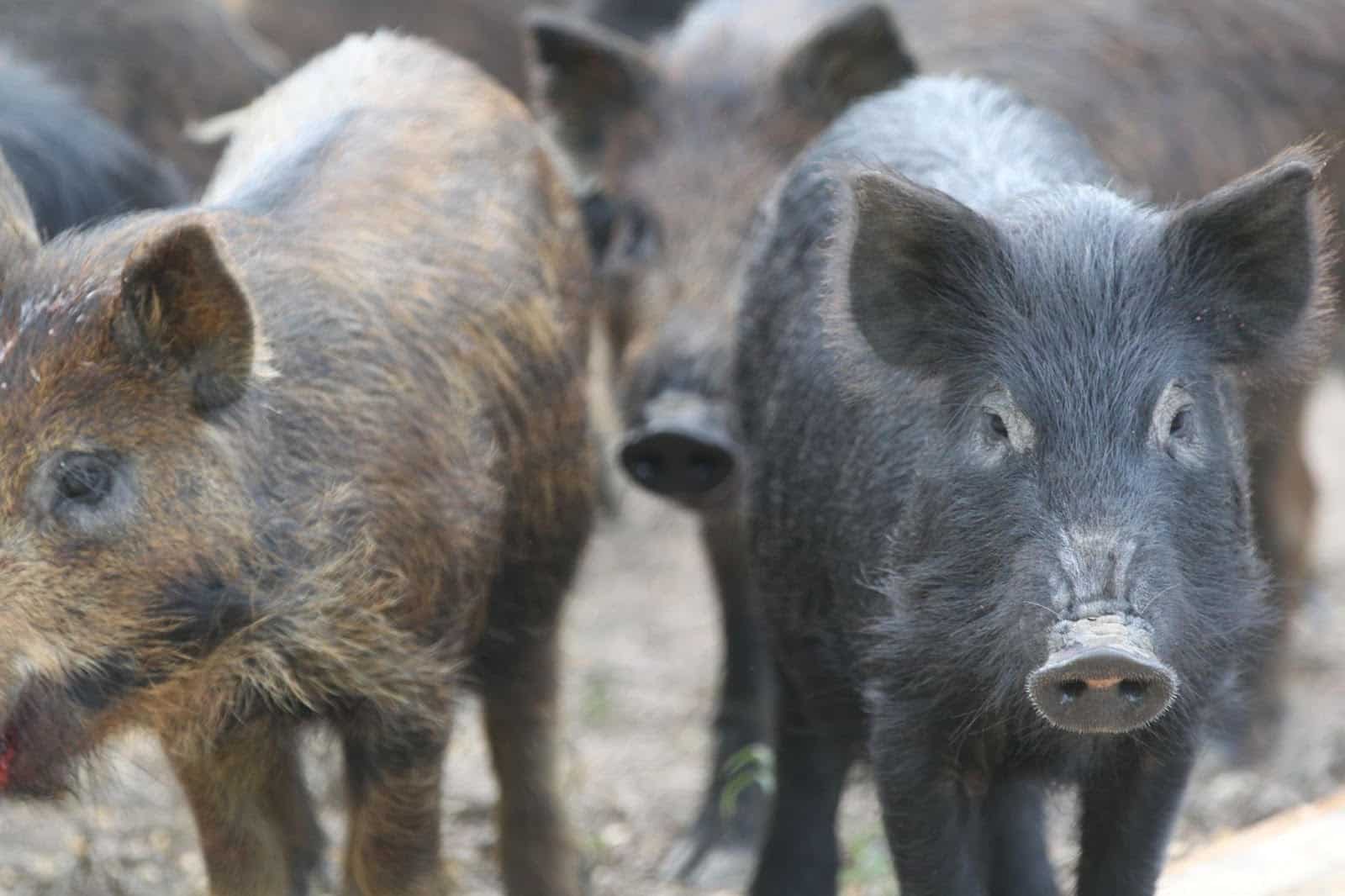 TWO PIGS