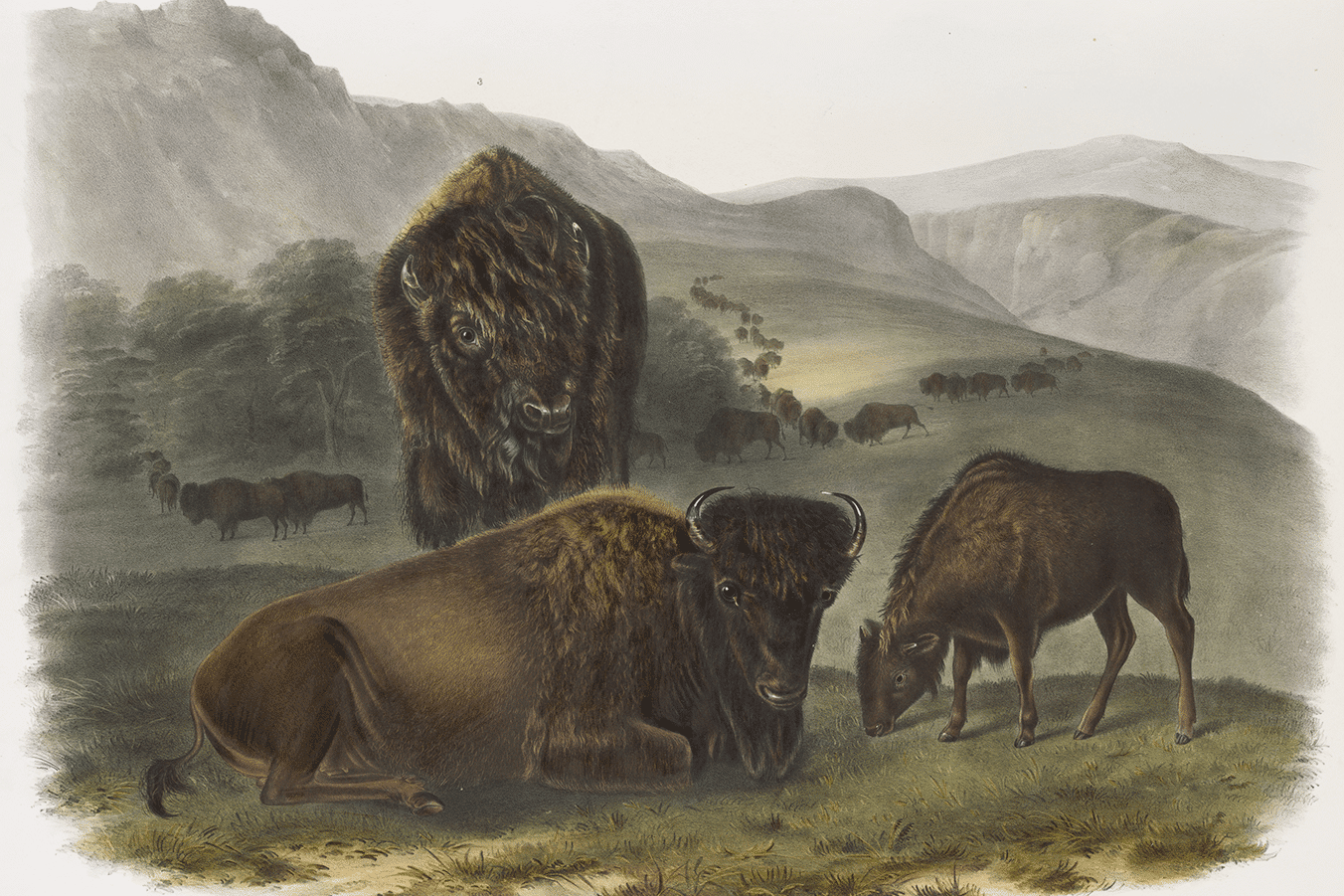 BISON