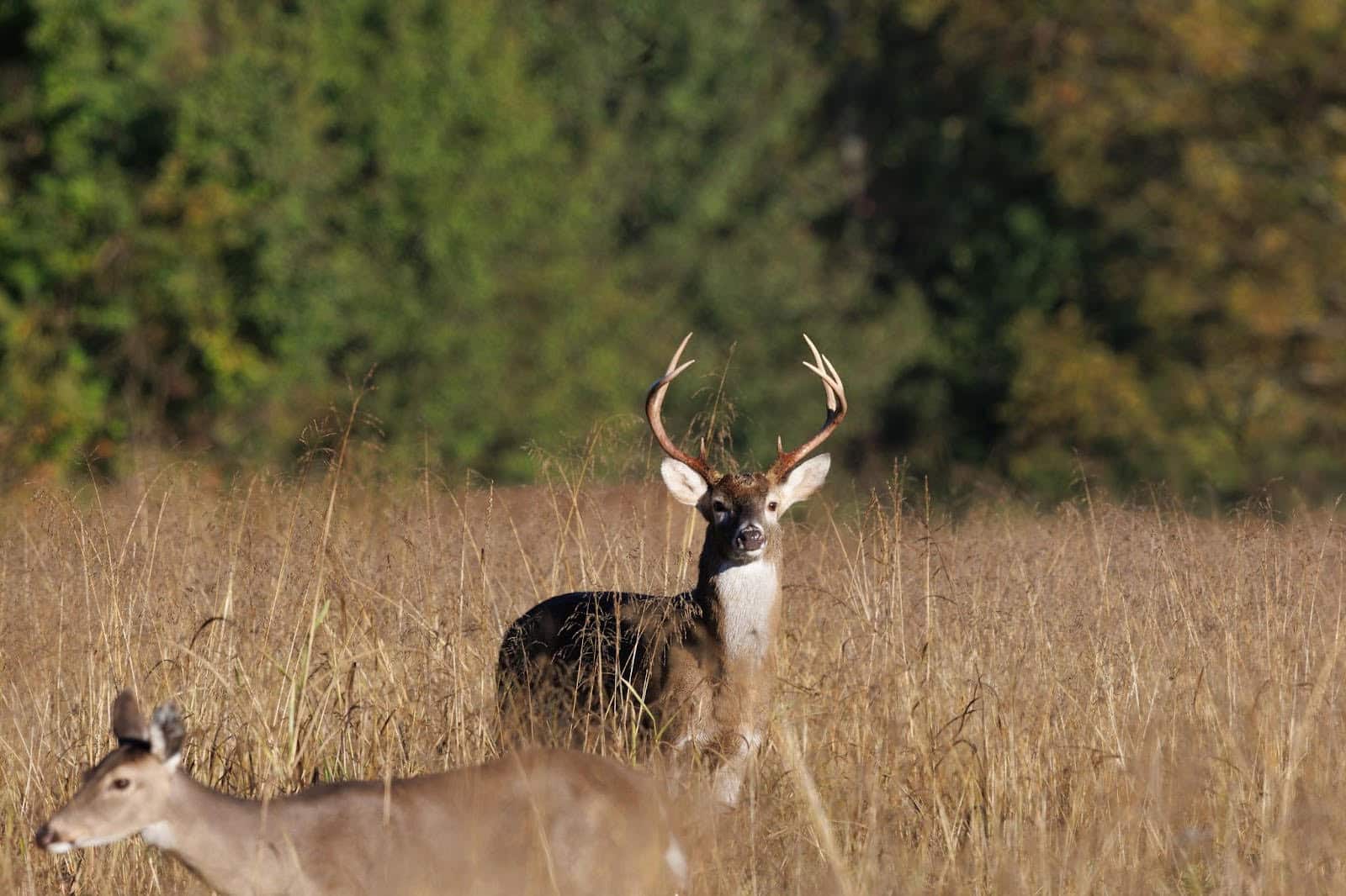BUCK IN WOODS