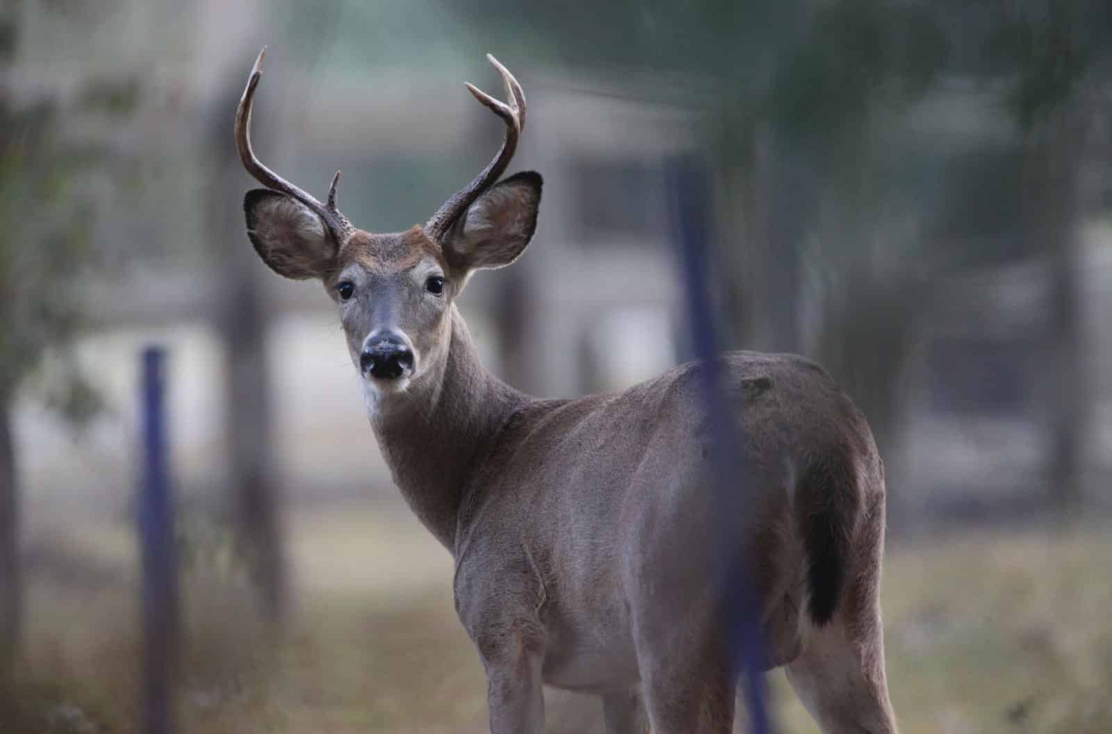 DEER