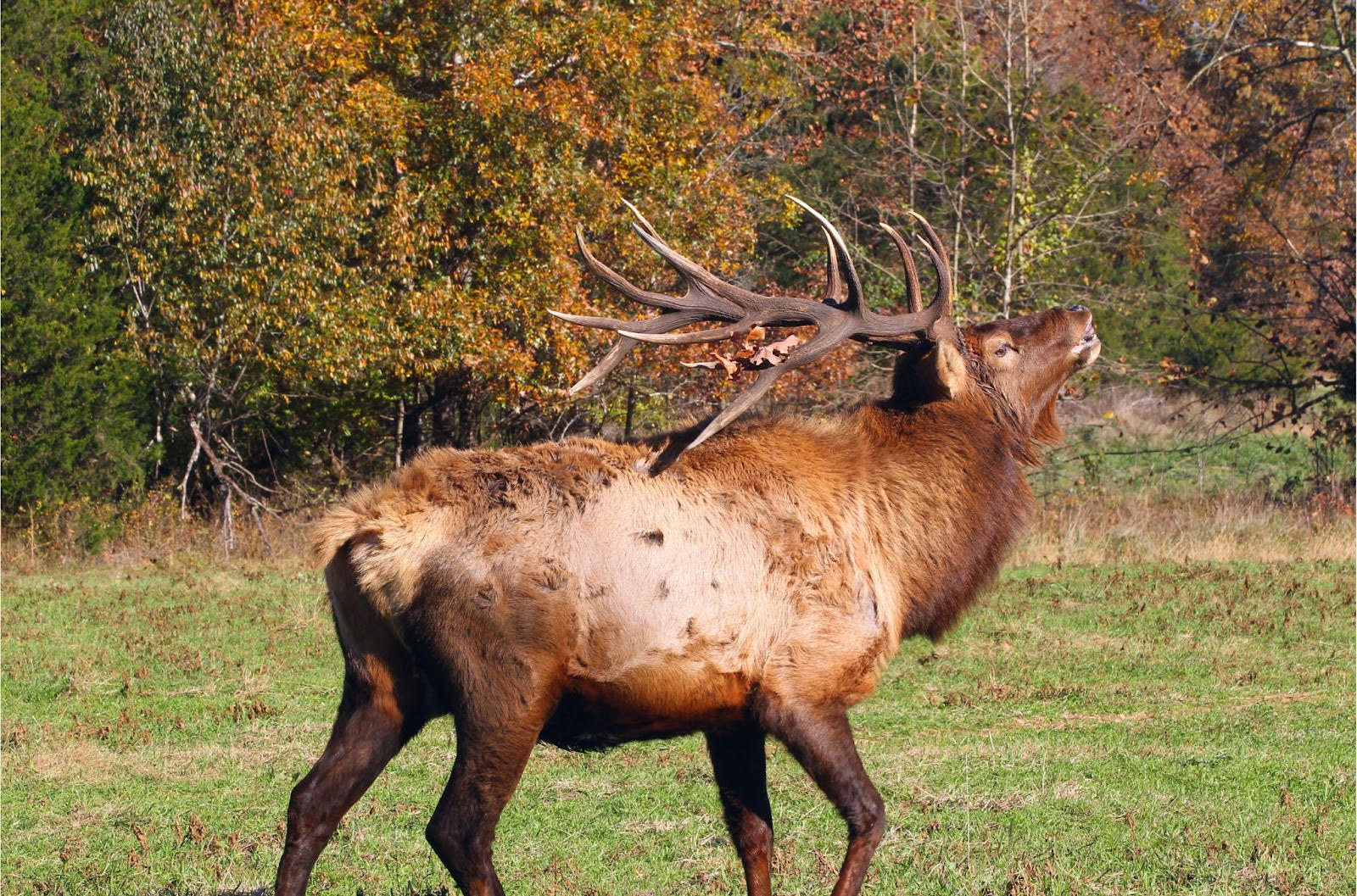 ELK 2