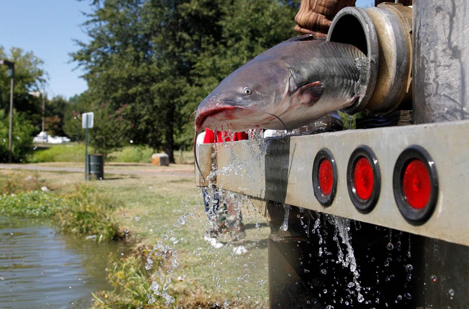 FISH STOCKING