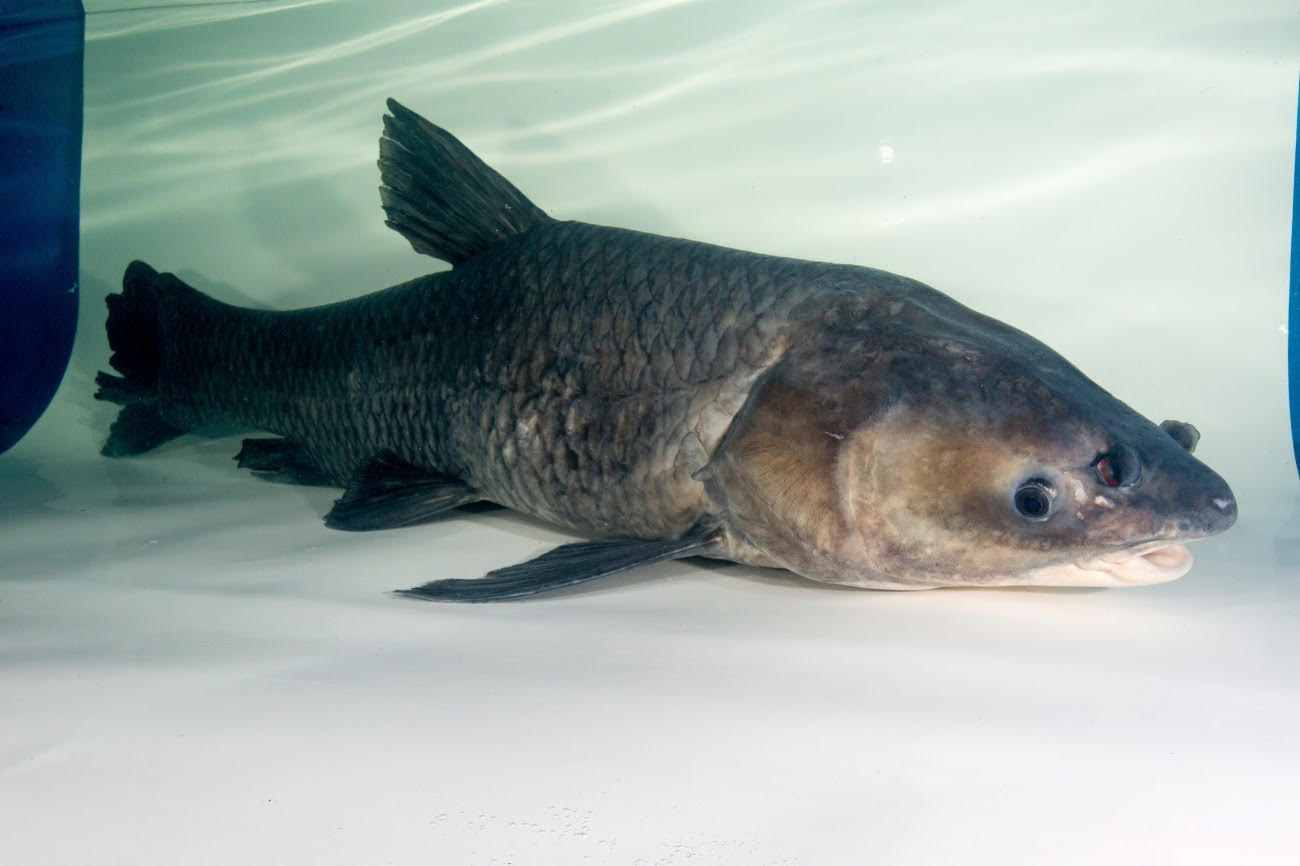 FISH IN TANK