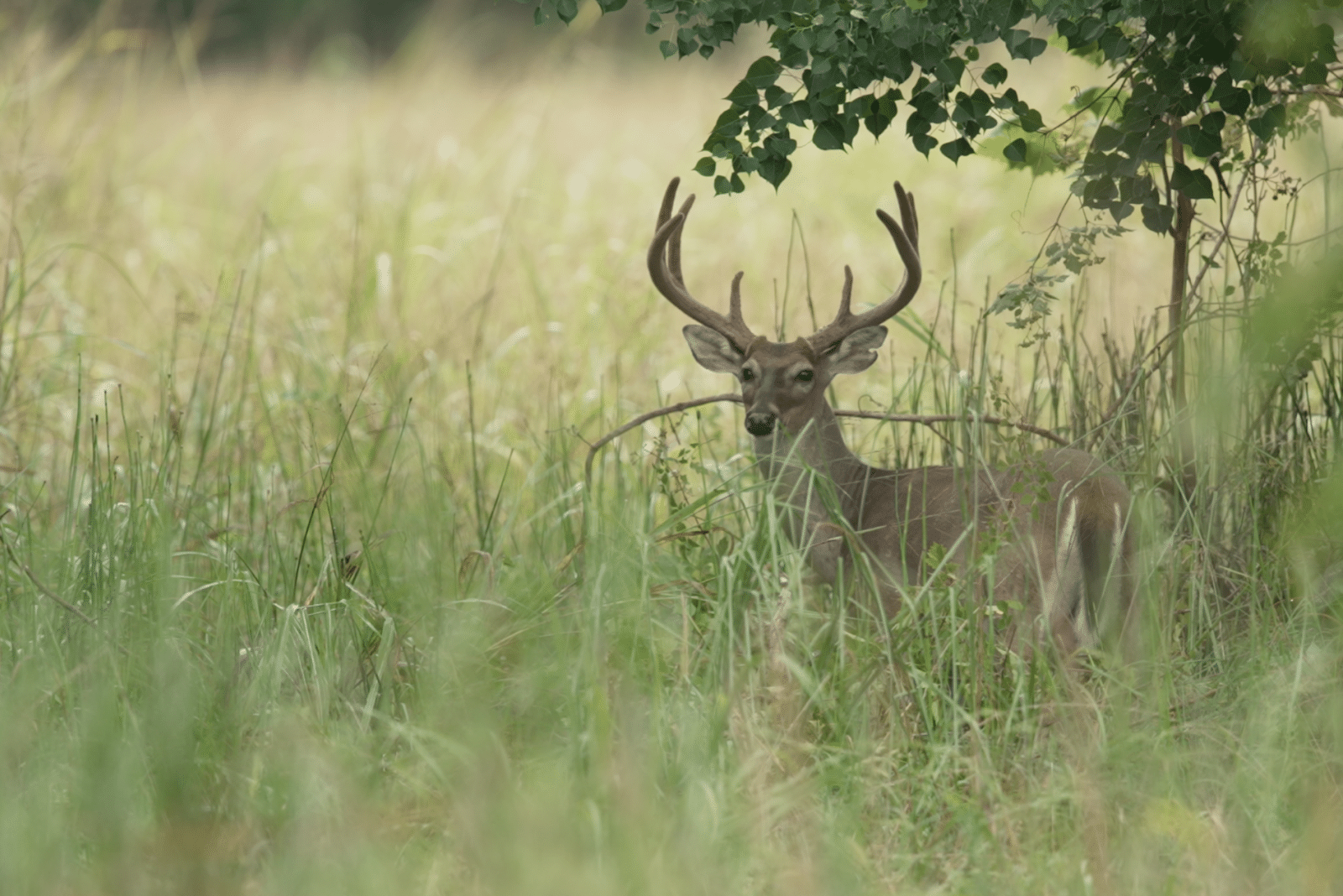 DEER IN VELVET