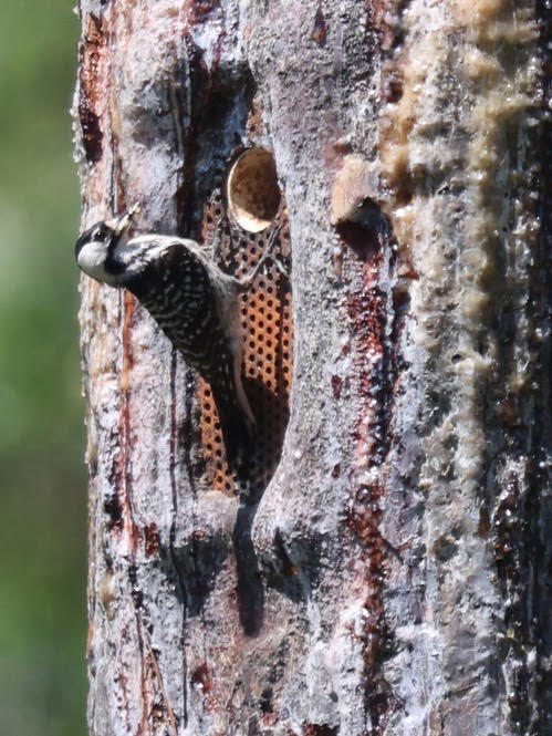A Red-cockaded Woodpecker at Moro Big Pine WMA