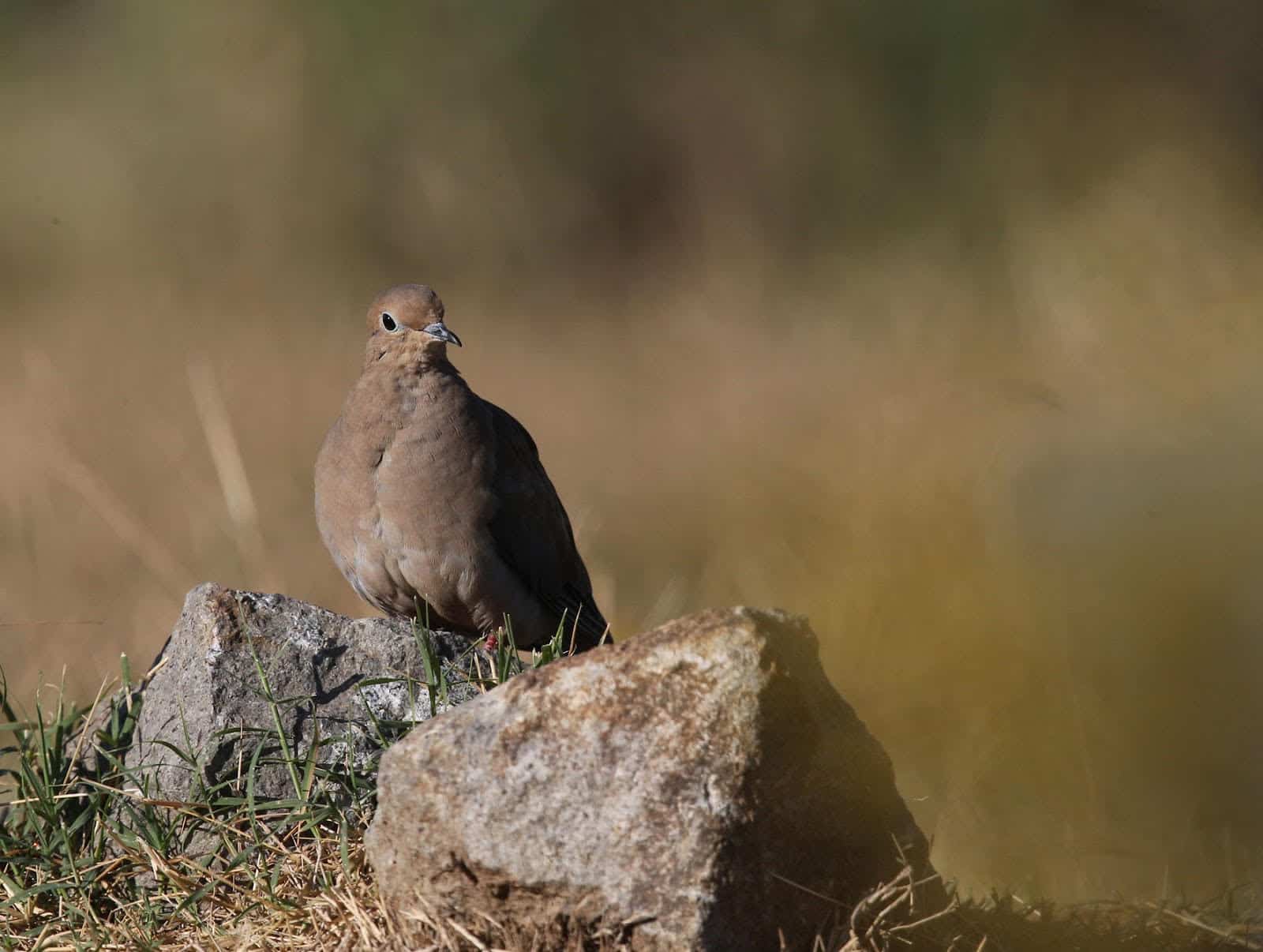Morning Dove at Audubon Arkansas in Little Rock, Ark