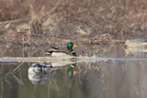 MALLARD: The mallard population in the survey area remained virtually unchanged from 2024. AGFC photo by Mike Wintroath.