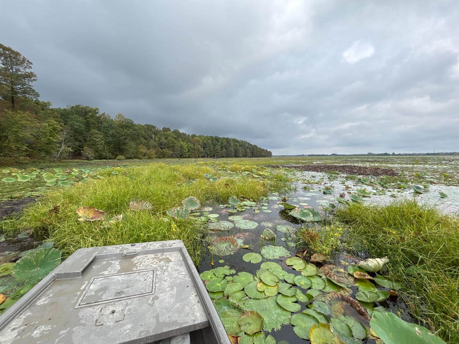 BOAT IN WEEDS
