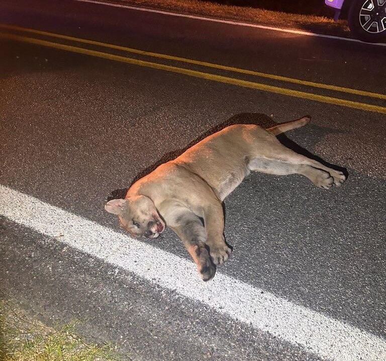 Mountain Lion on road
