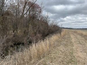 Shirey Bay Rainey Brake before mulching was overrun with trees and foliage.