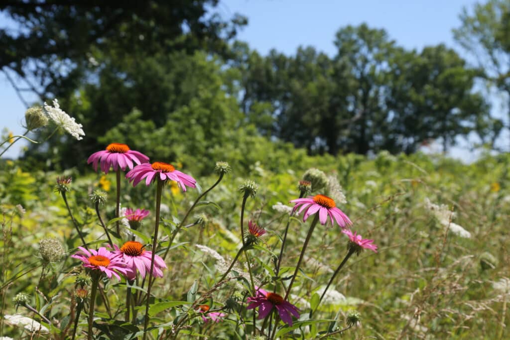 Get Involved in Conservation