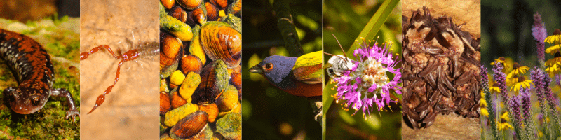 Website banner featuring many species of greatest conservation need.