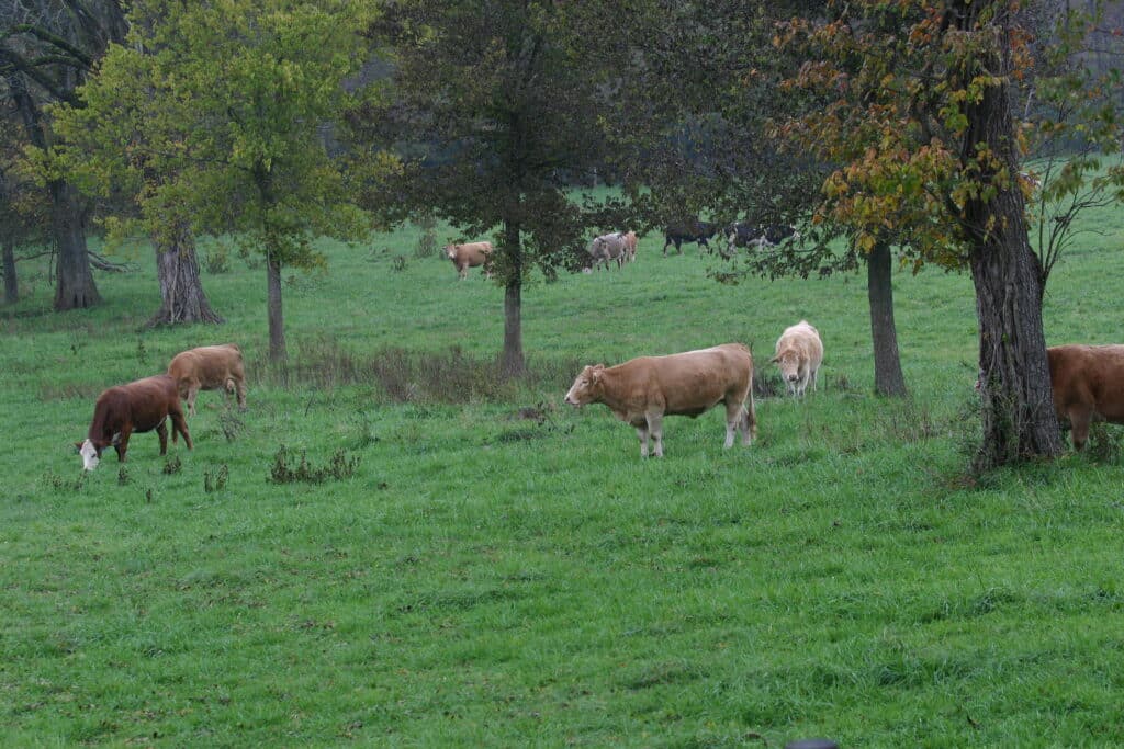 Cattle grazing on a field.