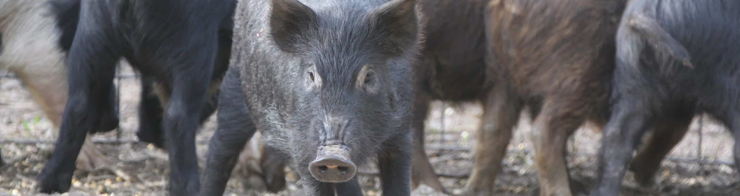 Feral Hogs on Sulphur River WMA