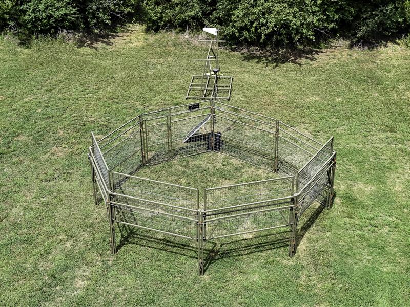 A Game Changer trap for catching feral hogs.