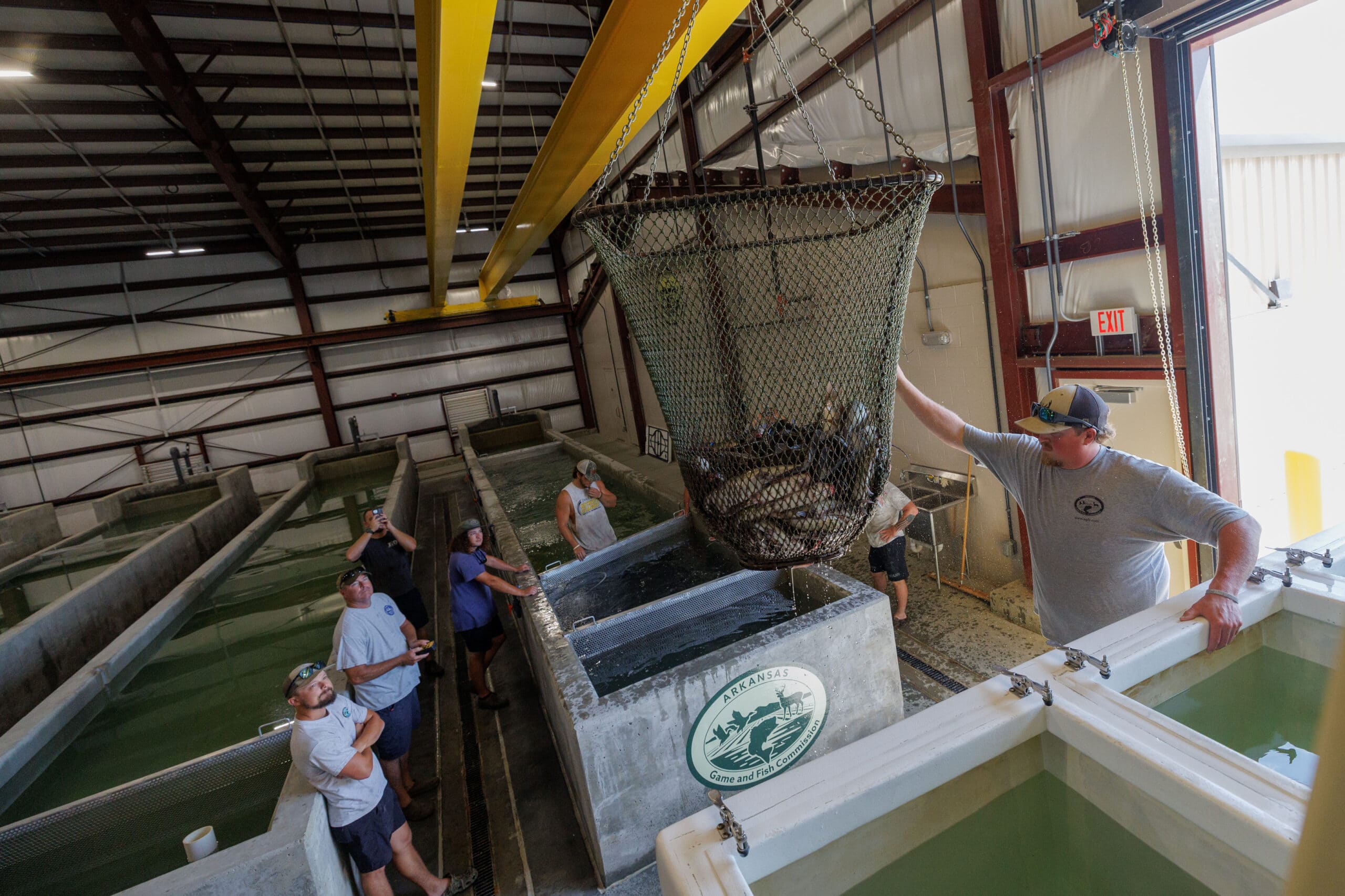 Fish being loaded into runways at the Joe Hogan State Fish Hatchery.
